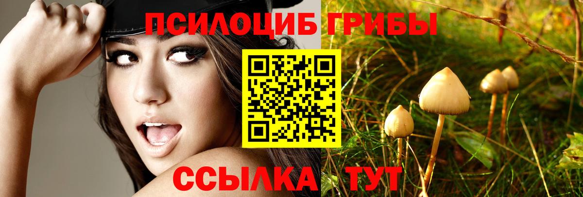 Псилоцибиновые грибы мицелий Новоалександровск